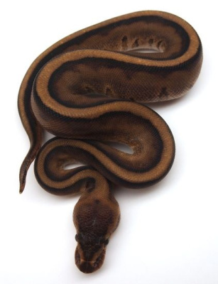 Королевский питон Genetic stripe XL